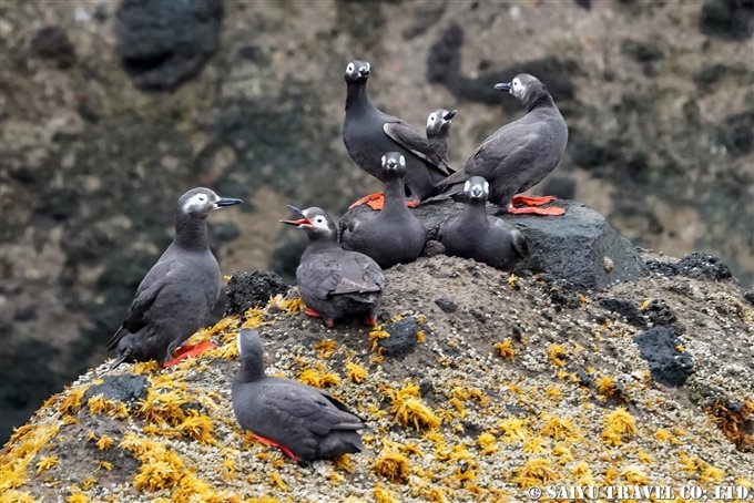 Photographs from the Small Fishing Boat! Spectacled Guillemot of Teuri Island